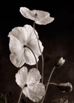 Iceland Poppies I art print by Sondra Wampler