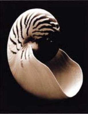Nautilus art print by Sondra Wampler