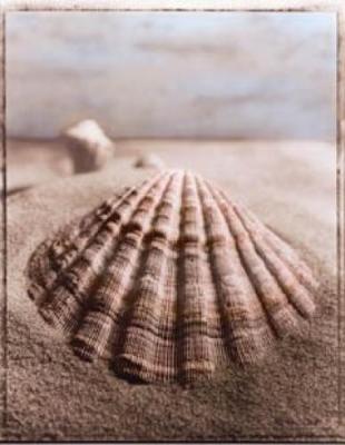 Seashell II art print by Sondra Wampler