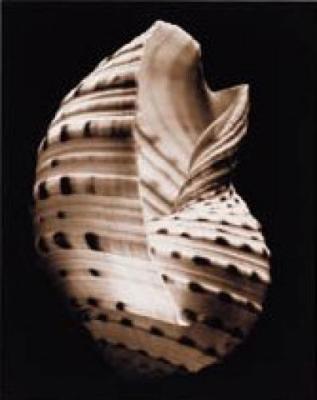 Tonna art print by Sondra Wampler
