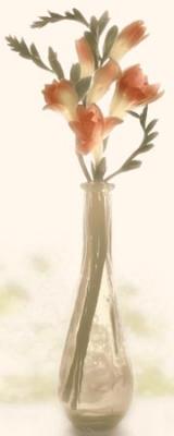 Charming Freesia