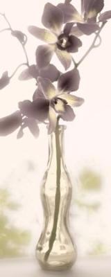 Charming Orchid