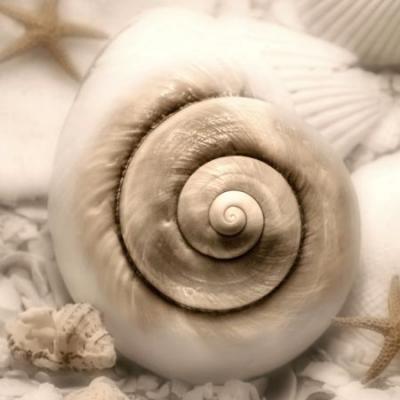 Iridescent Seashell I