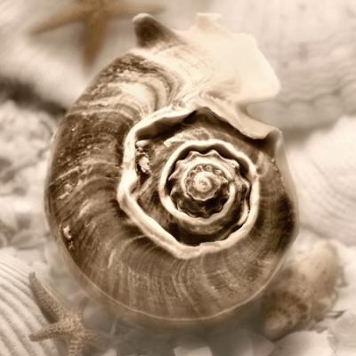 Iridescent Seashell IV