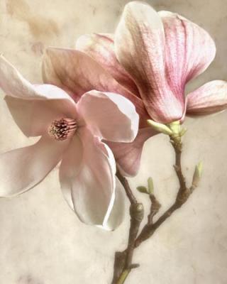 pink magnolia tree pictures. Pink Magnolia I