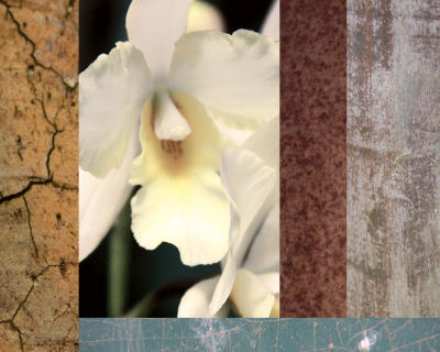 Tropical Whites I