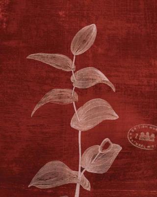 Leaf Study IV art print by Scaletta