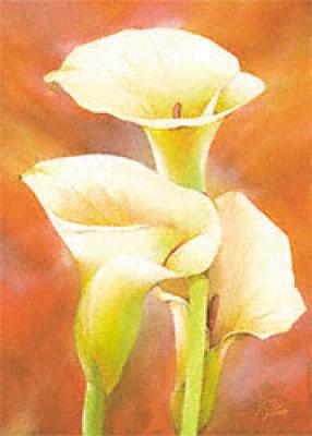 Three callas in light art print by Alicia Sloan