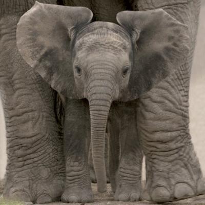 Pictures Baby Elephants on Big Ears  Baby Elephant  By Anonymous Art Print   Worldgallery Co Uk