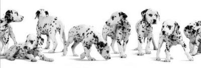 Cat&Dog, Dalmatian art print by Anonymous