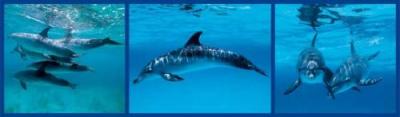 Dolphins art print by Anonymous