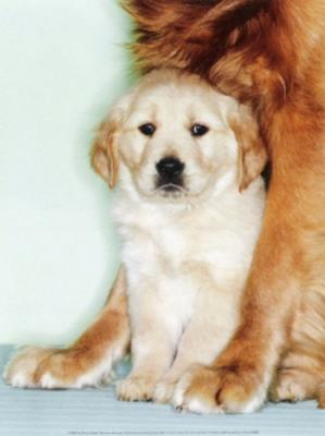 Golden Retriever with pup art print by Anonymous