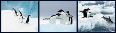 Penguins art print by Anonymous