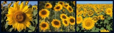 Sunflowers art print by Anonymous