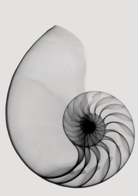 X-Ray Shell art print by Anonymous