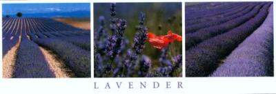 Lavender
