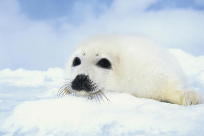 Baby Seal Pup art print by Maxi Posters