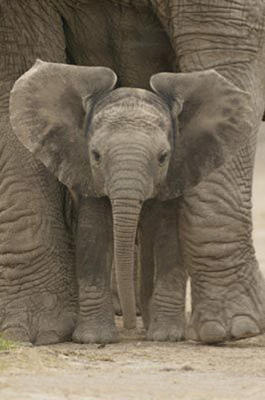 Big Ears (Baby Elephant) art print by Maxi Posters