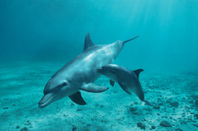 Dolphin with Pup art print by Maxi Posters