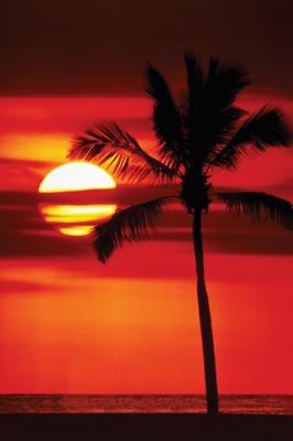 Palm Tree Sunset art print by Maxi Posters