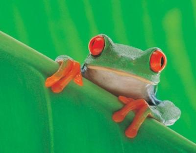 Red Eyed Frog art print by Maxi Posters