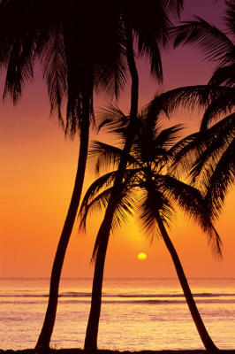 Tropical Sunset art print by Maxi Posters