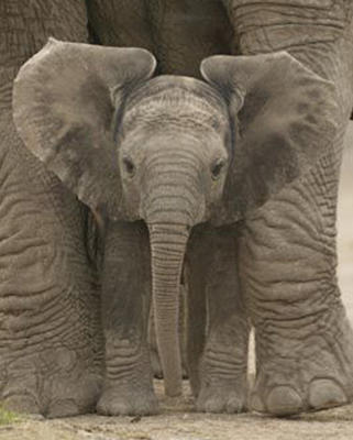 Big Ears (Baby Elephant) art print by Mini Posters