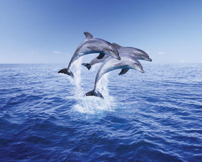 Dolphin Trio art print by Mini Posters
