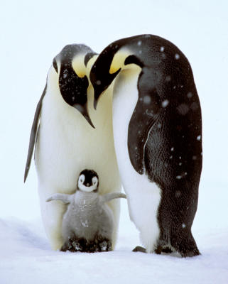 Penguin Family art print by Mini Posters