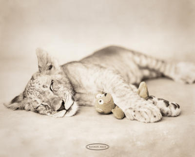 Arjuna and Teddy art print by Rachael Hale
