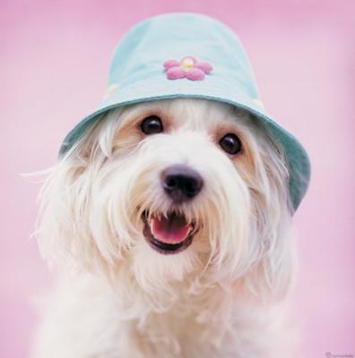 Cindy art print by Rachael Hale