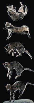 Purrfect Landing (Cat Falling) art print by Slim Posters