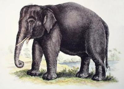 Elephant (Restrike Etching) art print by Anonymous