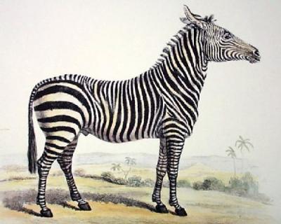 Zebra (Restrike Etching) art print by Anonymous