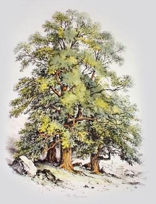 Sycamore Tree (Restrike Etching) art print by Barnard