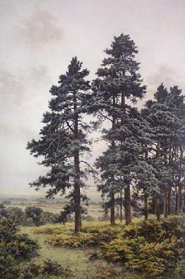 Surrey Pines (Restrike Etching) art print by Benjamin Williams Leader