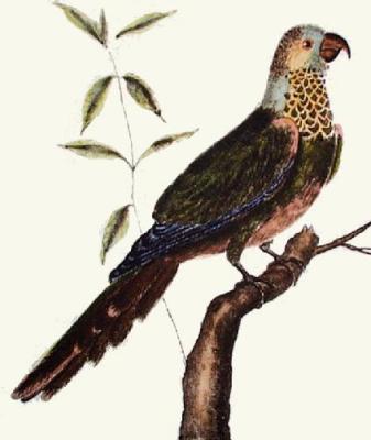 Exotic Bird - Perruche Gorge (Restrike Etching) art print by Martinet
