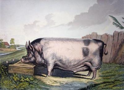 British Boar (large) (Restrike Etching) art print by Sir Edwin Henry  Landseer