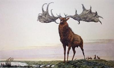 Great Elk (Restrike Etching) art print by Anonymous