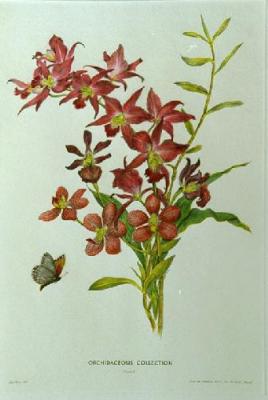 Orchidaceous Coll. Pl. I (Restrike Etching) art print by Avril Turner