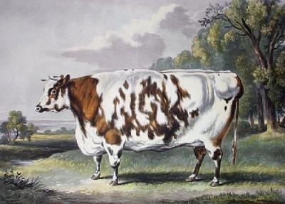 Everingham Cow, The (Restrike Etching) art print by Davis