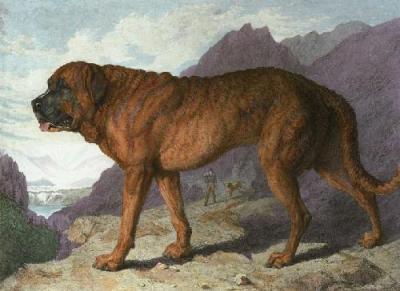 Alpine Mastiff (Restrike Etching) art print by Sir Edwin Henry  Landseer