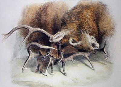 Combat (Restrike Etching) art print by Sir Edwin Henry  Landseer