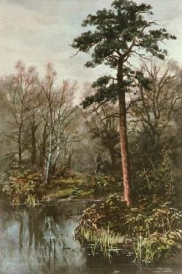 Forest Pool (Restrike Etching)