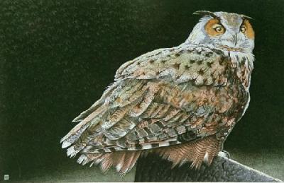 Eagle Owl (Restrike Etching) art print by Alex Mackay