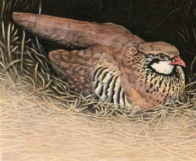 Red Legged Partridge (Restrike Etching) art print by Alex Mackay