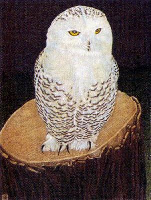 Snowy Owl (Restrike Etching) art print by Alex Mackay