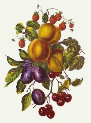 Apricots, Plums, and Strawberries (Restrike Etching) art print by Anonymous