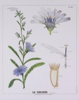 Chicoree Teaching Chart