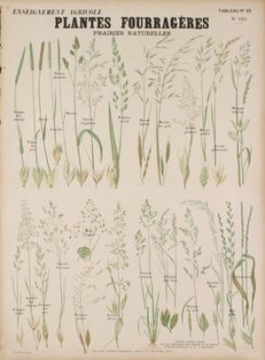 Plantes Fougeres Teaching Chart